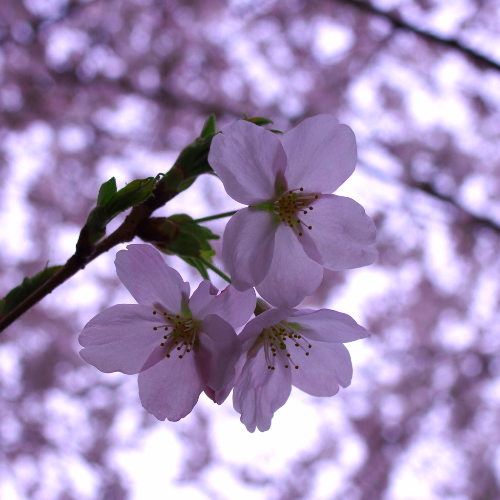 桜