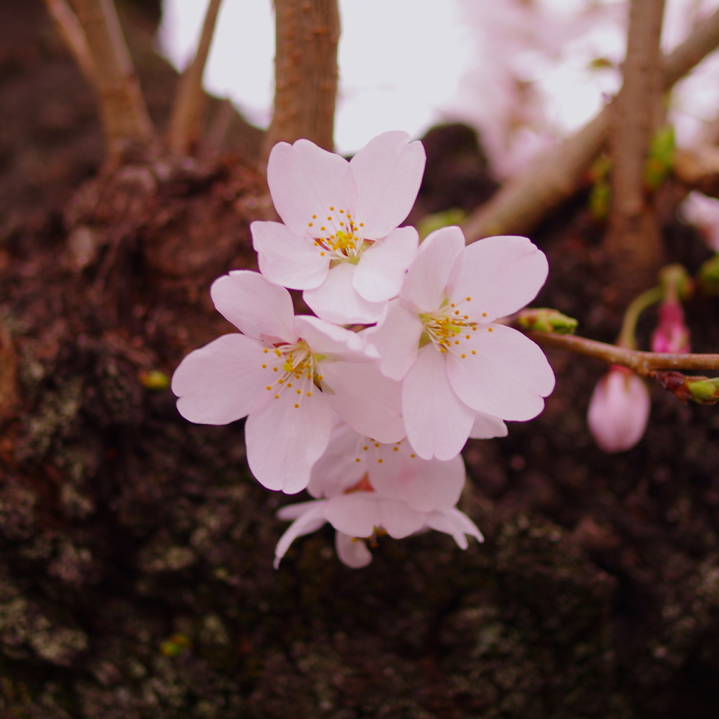 桜