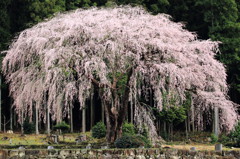 しだれ桜が降りそそぐ