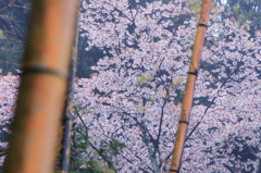 桜模様