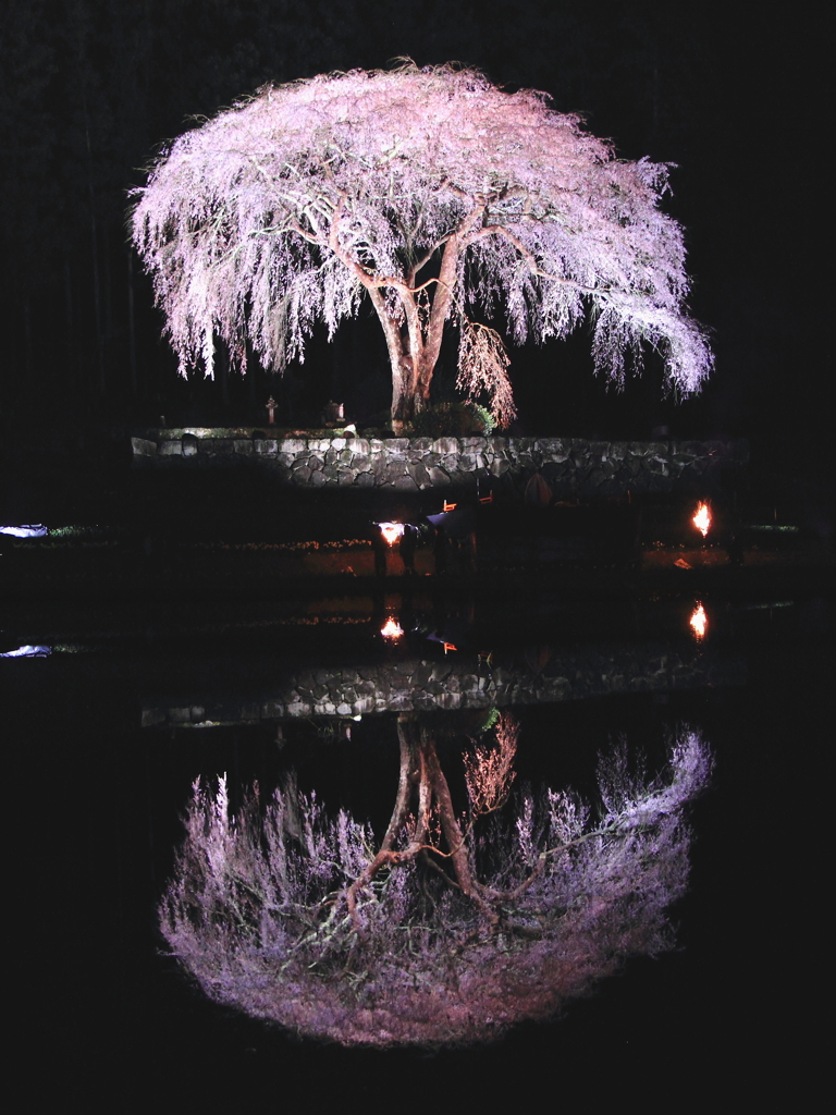 一本桜　苗代に映える