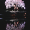 一本桜　苗代に映える