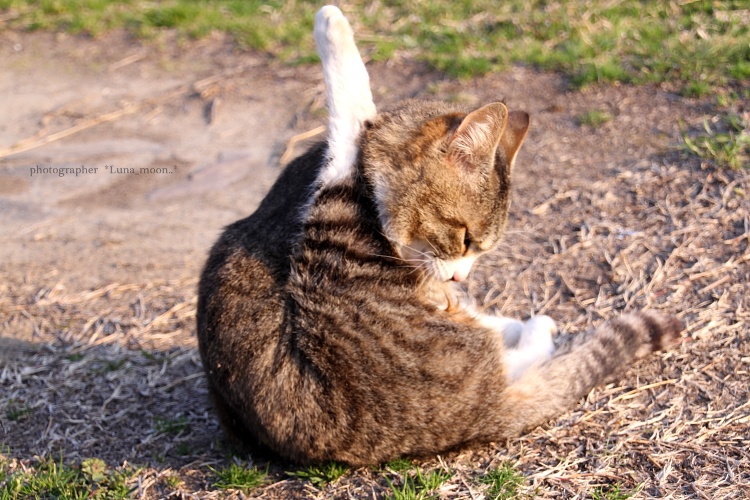 にゃんこちゃん