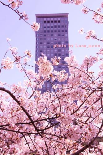 2012 桜　神田川 020 500