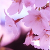 2012 桜　神田川 019 500