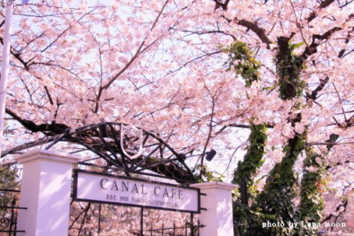 2012 桜　神田川 023 500