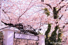 2012 桜　神田川 023 500