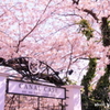 2012 桜　神田川 023 500