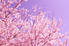 2012　桜 010 500