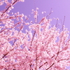 2012　桜 010 500