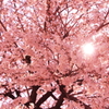 2012　桜 018 500