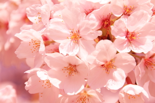 2012　桜 