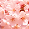 2012　桜 