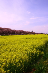 2012 菜の花畑