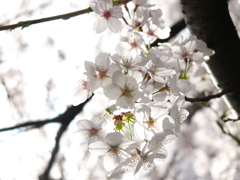 桜光