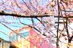 桜と電車