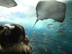 水族館でエイと