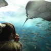 水族館でエイと