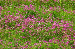 蓮花に蝶