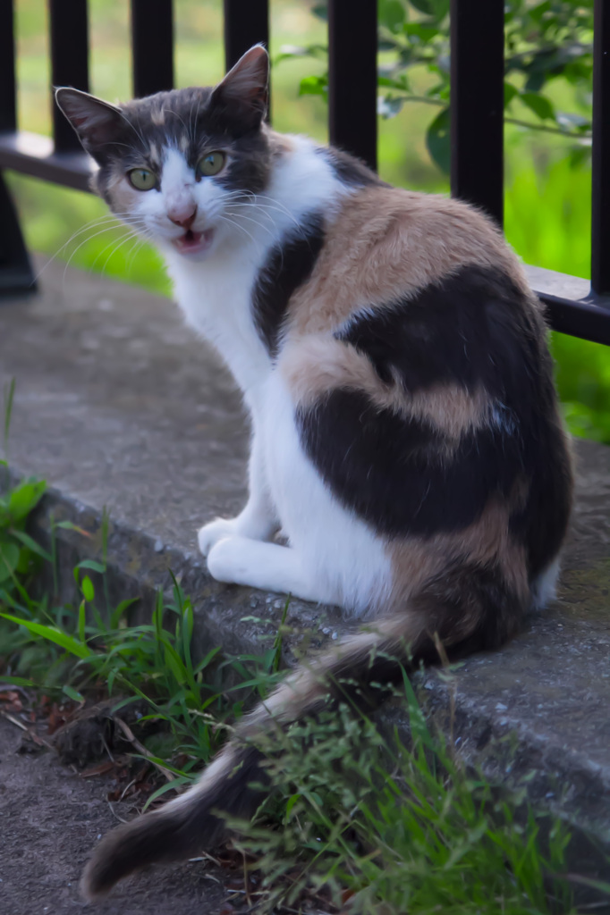 ニャー