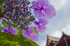 紫陽花