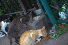 猫の晩餐会