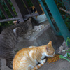 猫の晩餐会