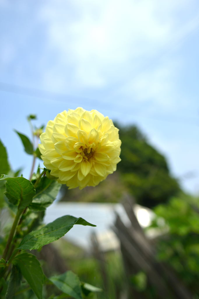 近所で撮影