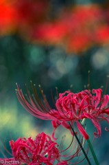 今、満開！曼殊沙華