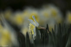 Narcissus２