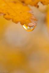 霧と雨の紅葉散策でした