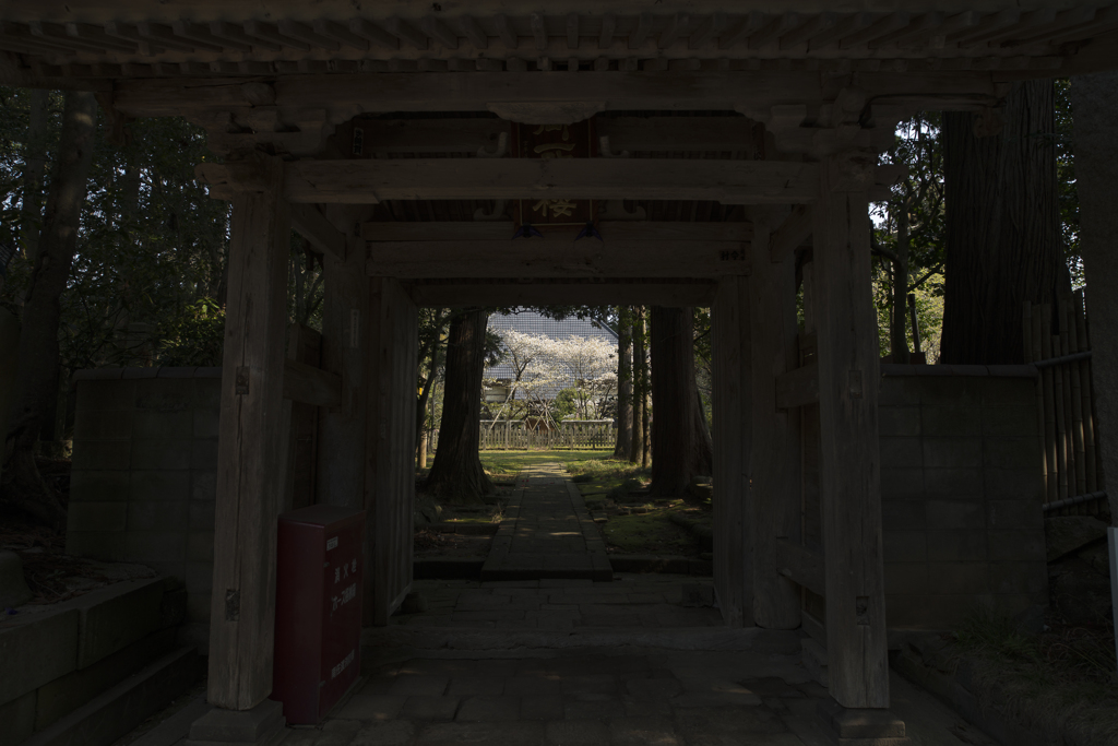 御所桜
