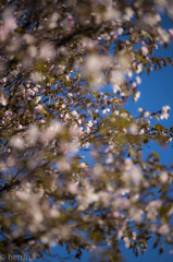 未だ見ぬ千竜桜