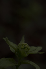 Petasites japonicus