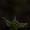 Petasites japonicus