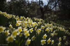 Narcissus
