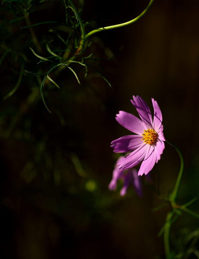 秋桜
