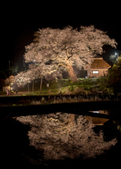 法乗坊の種蒔き桜
