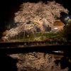 法乗坊の種蒔き桜