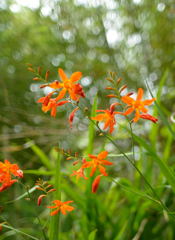 何の花でしょう？