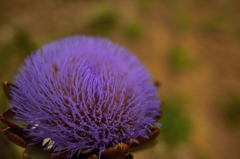 何の花でしょう？