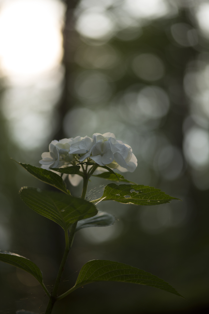 紫陽花日和