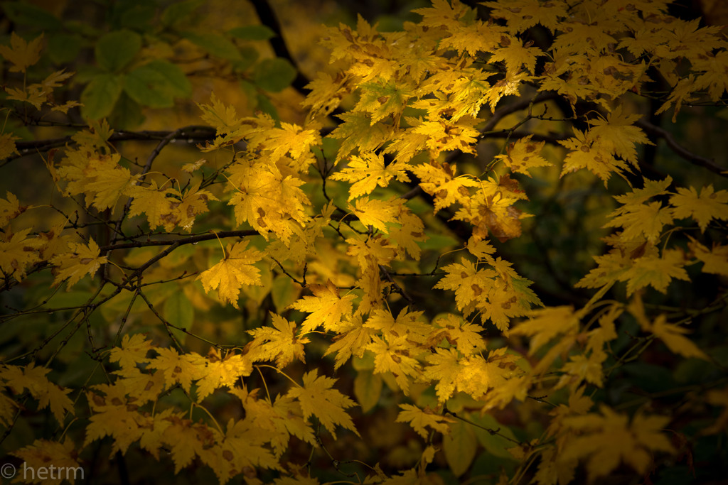 萌える紅葉