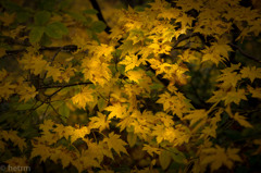 萌える紅葉