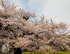さっちゃん桜
