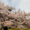 さっちゃん桜