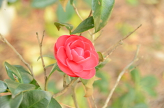 咲いた！何の花？