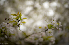 御所桜