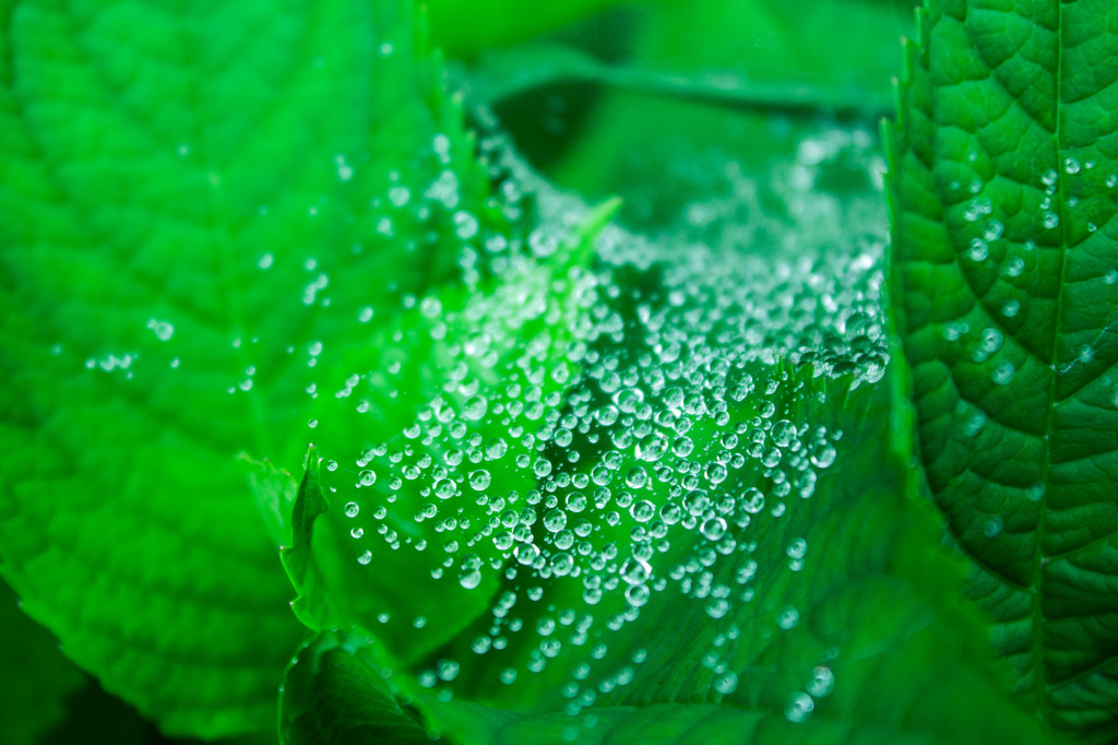 雨粒