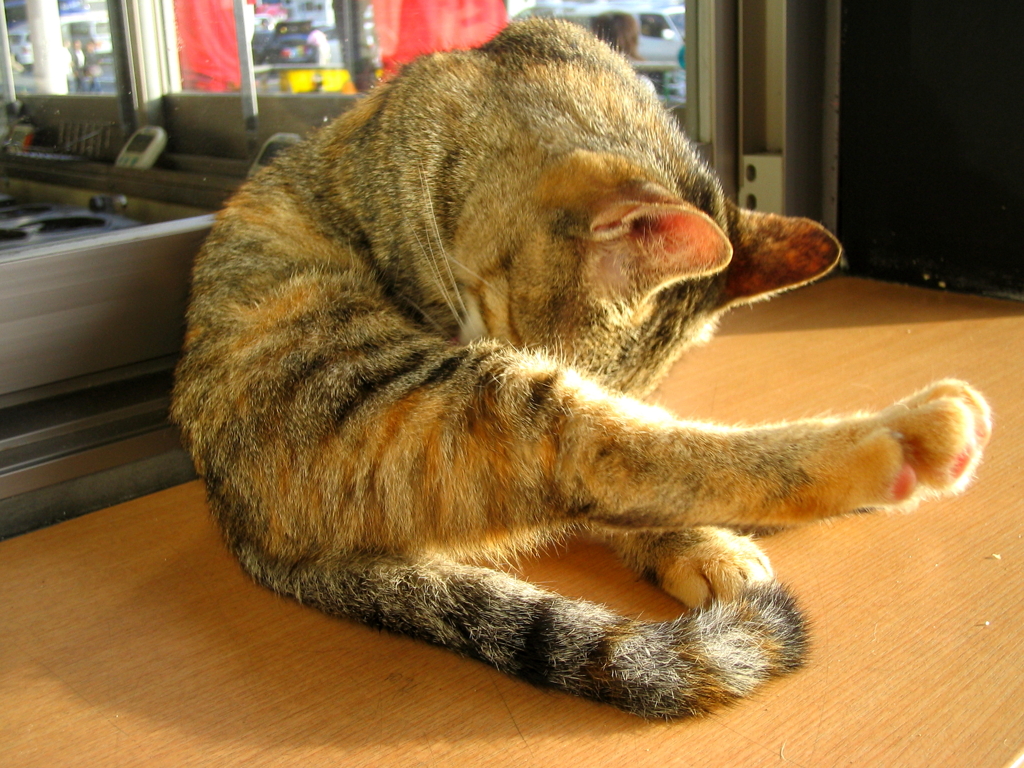 良い気分だニャァ～
